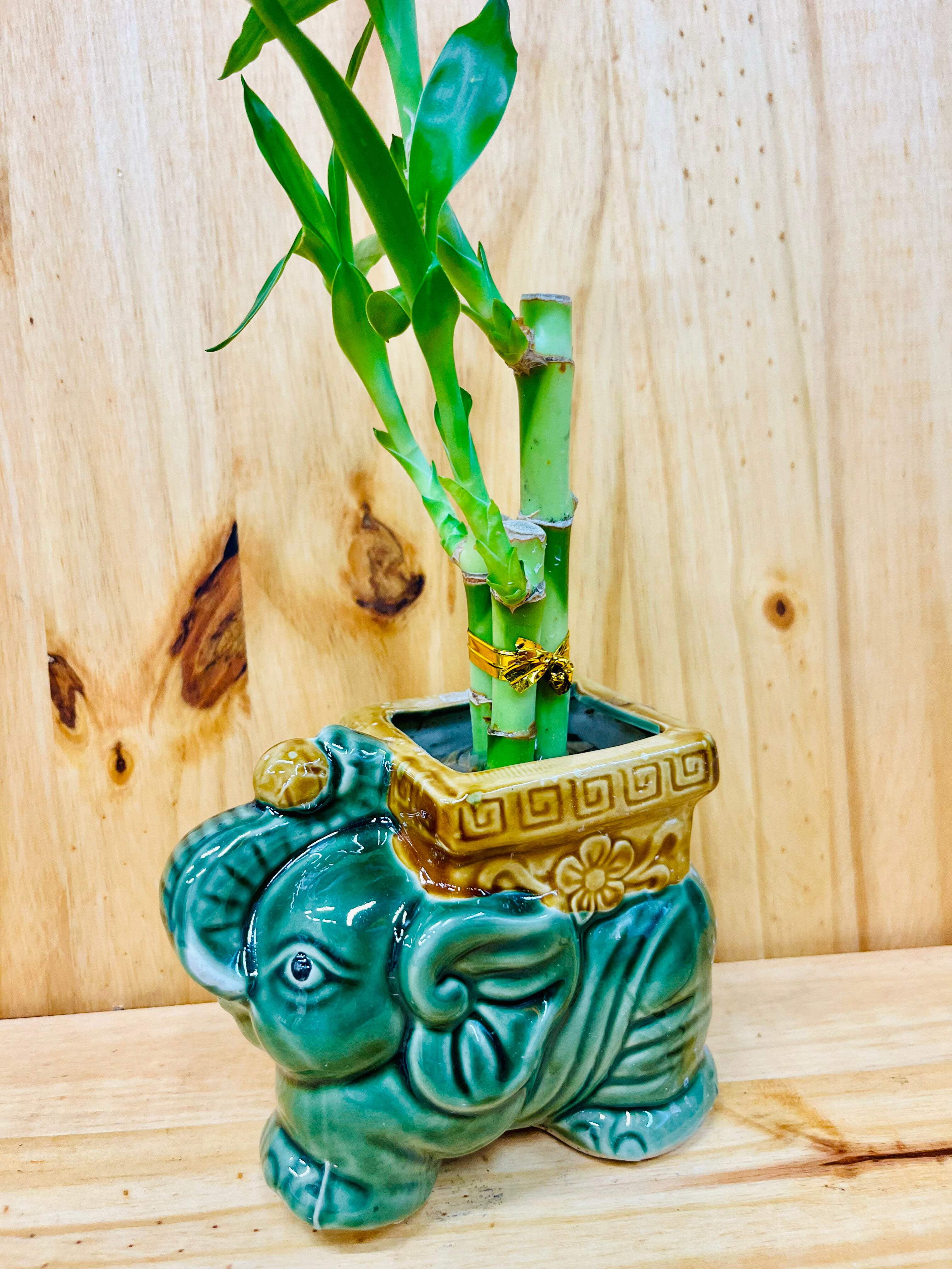 Lucky Lotus 12" Lucky Bamboo Live Plants in 5" Elephant Ceramic Pot