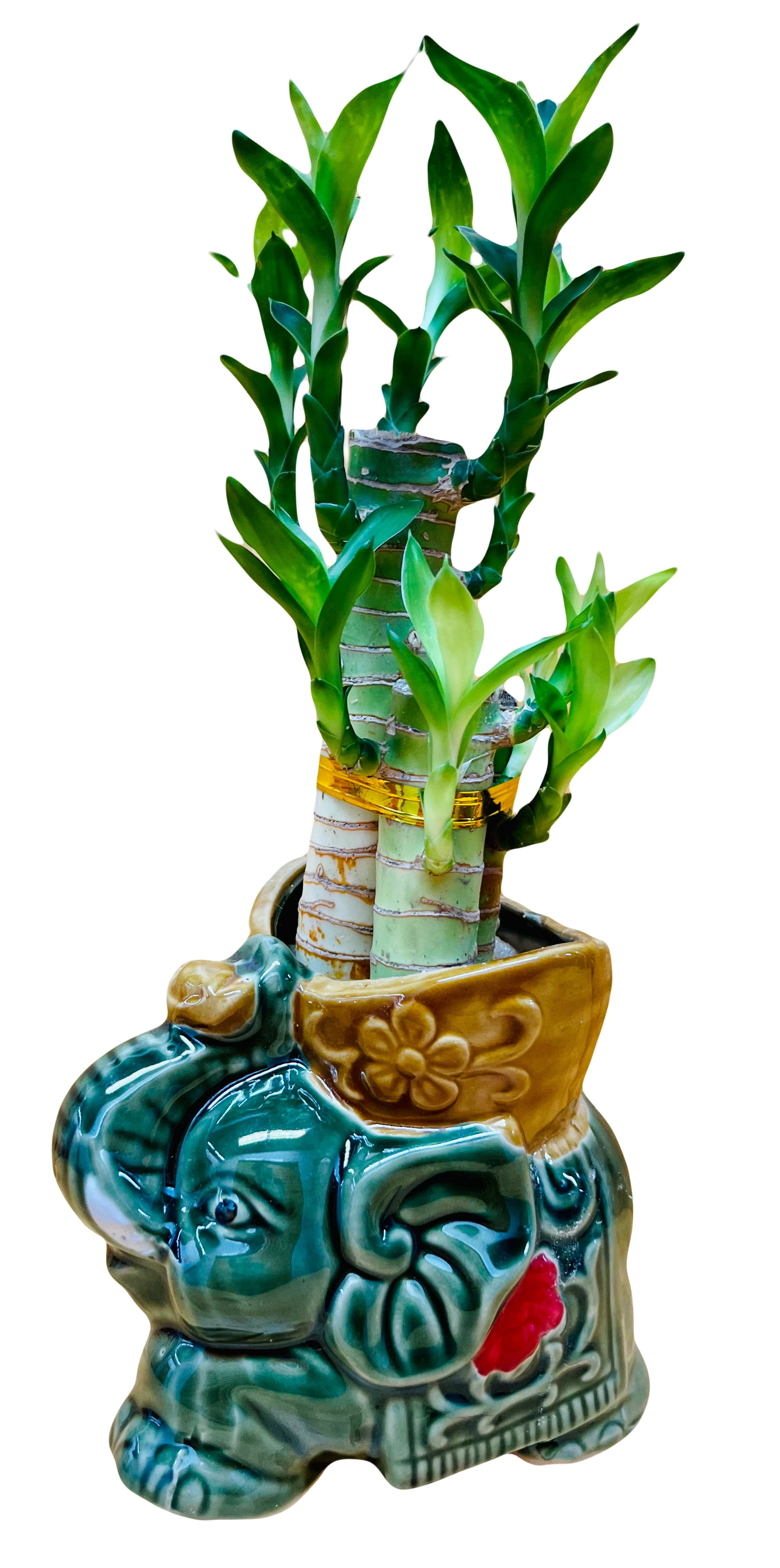 Lucky Lotus Bamboo Elephant in Ceramic Vase includes River Rocks