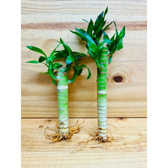 Lucky Lotus Bamboo One 8” & One 6” Stem