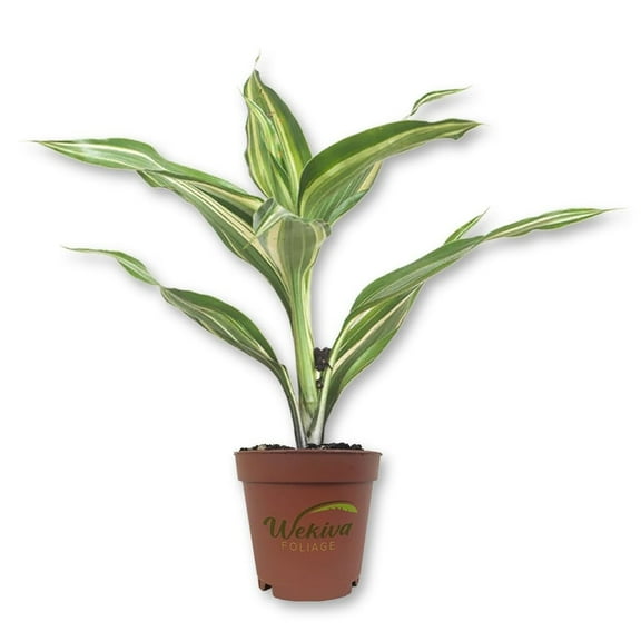 Lucky Mini Bamboo - Live Starter Plant in a 2 Inch Growers Pot - Dracaena Sanderiana - Feng-Shui Zen Garden Houseplants
