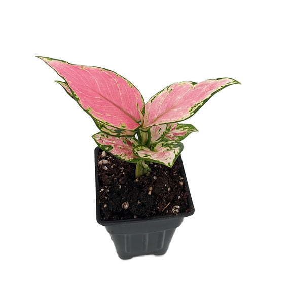 Lucky Red Chinese Evergreen Plant - Aglaonema - Low Light - 2.5" Pot