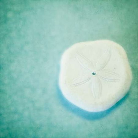 Lucky Sand Dollar Canvas Art - Roberta Murray (24 x 24)