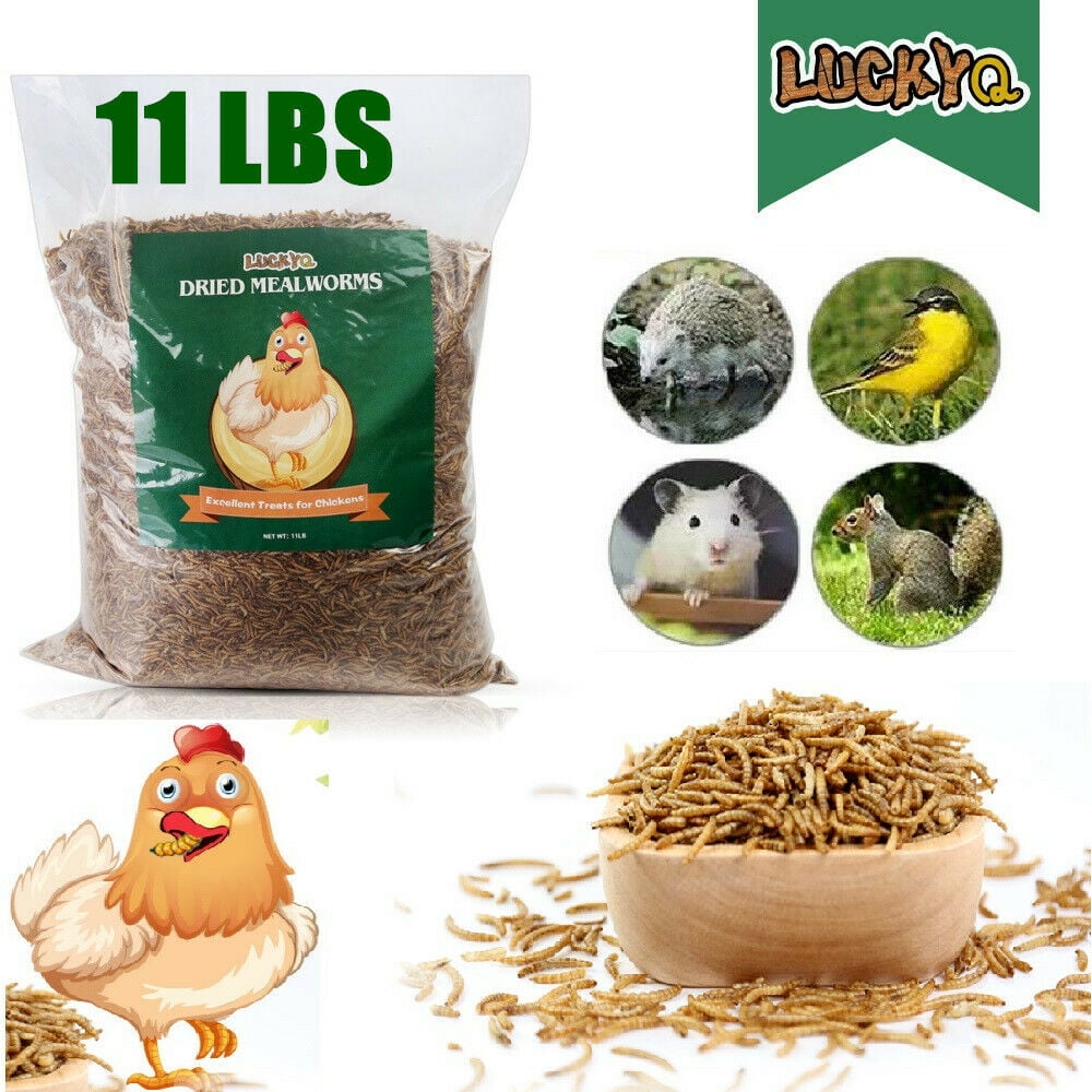 LuckyQ Dried Mealworms for chickens 11 lbs, Organic Pet Supply Meal Worms 100 Natural Treats
