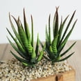 thumbnail image 1 of Ludlz 1Pc Artificial Aloes Simulation Plants Bonsai Tabletop Hotel Home DIY Decoration, 1 of 2