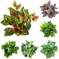 thumbnail image 1 of Ludlz Clear Texture Artificial Leaf Fadeless Plastic Floral Arrangement Simulation Plant Home Decor, 1 of 8