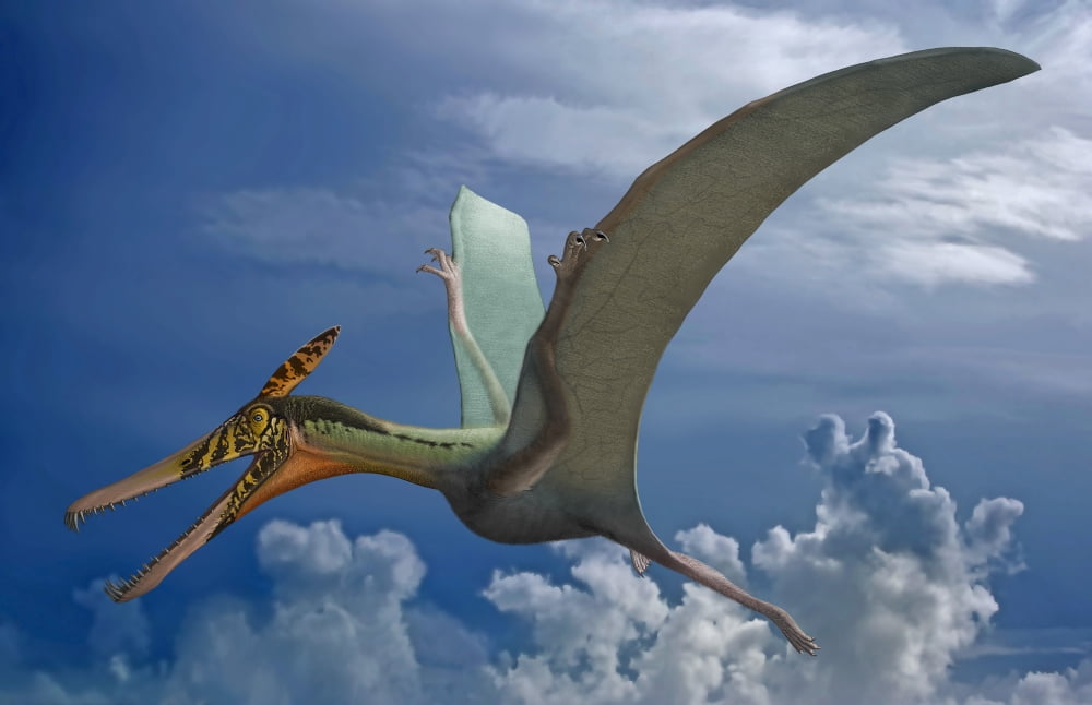 Ludodactylus sibbicki a pterosaur from the Lower Cretaceous Period Canvas Art - Sergey KrasovskiyStocktrek Images (35 x 23)