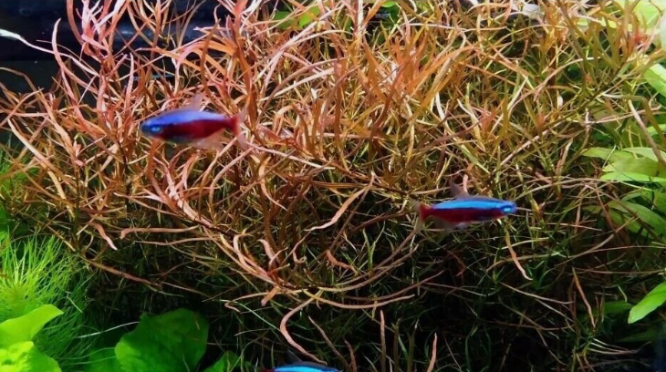 Ludwigia Arcuata Needle Leaf Repens Live Aquarium Plant – Freshwater Aquatic Stem Plant for Fish Tank