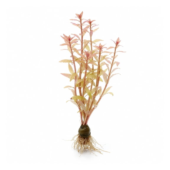 Canton Aquatics Ludwigia White Live Aquarium Plant – Bunch – 1 Pack