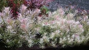 Ludwigia Inclinata "Verticillata White" Size: 5 Pack, Material: Potted Live Aquarium Plants BUY 2 GET 1 FREE