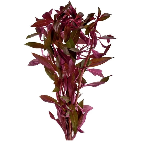 Ludwigia Repens (Dark Red) (Bare Root | 3 Stems 5-8 Inches) Live Aquarium Plants BUY 2 GET 1 FREE