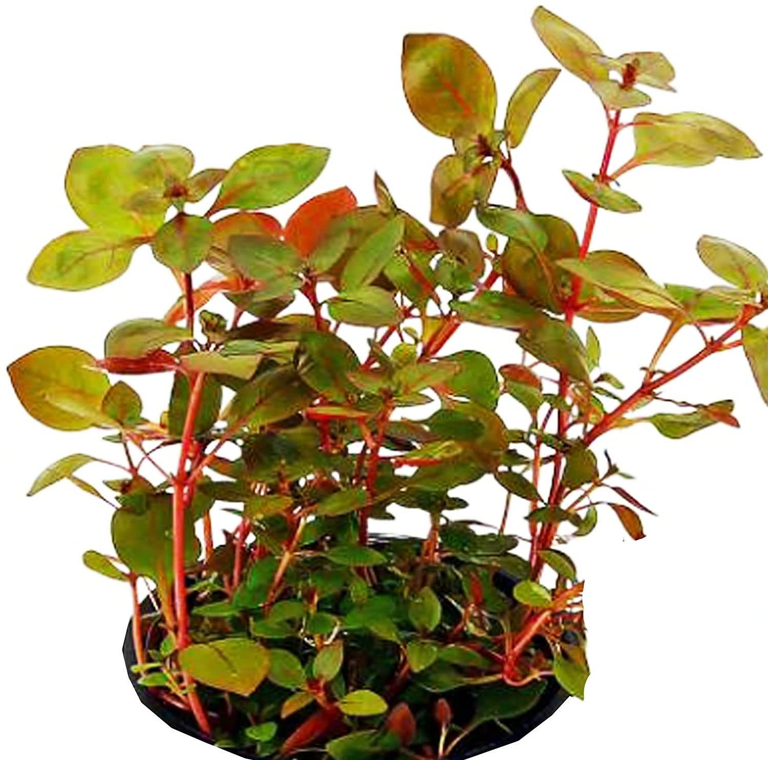 Ludwigia Repens Live Aquarium Plant BUY2 GET1 FREE