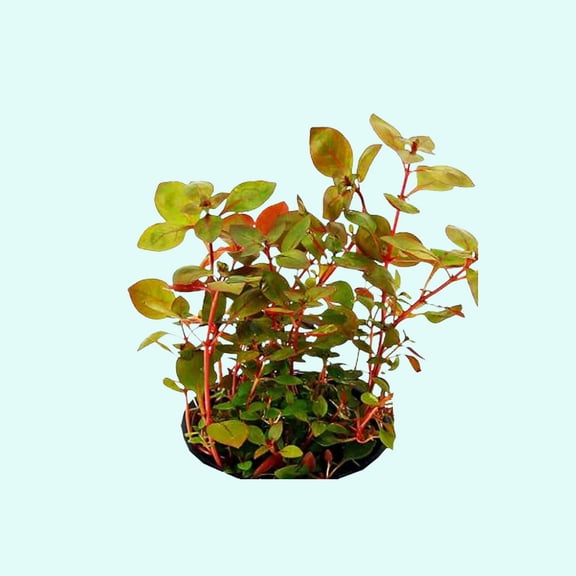 Ludwigia Repens sp Live Aquarium Plants BUY 2 GET 1 FREE