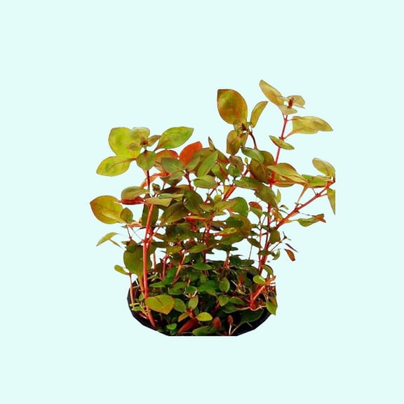 Ludwigia Repens sp Live Aquarium Plants BUY 2 GET 1 FREE
