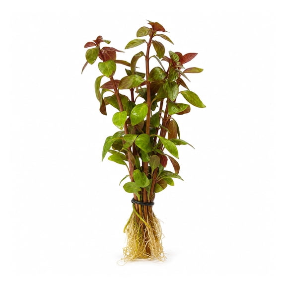 Canton Aquatics Ludwigia Repens Live Aquarium Plant Bunch Red 5-8 in 1 Count