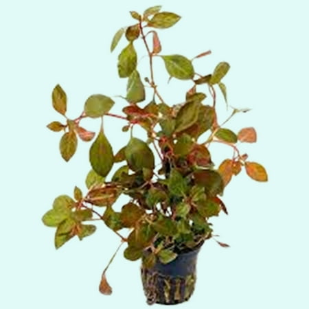 Ludwigia Repens Red 2 Inch Pot Live Aquarium Plants