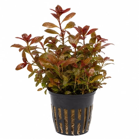 Ludwigia Repens 'Red' Live Freshwater Aquarium Plant Rooted in 2" Pot