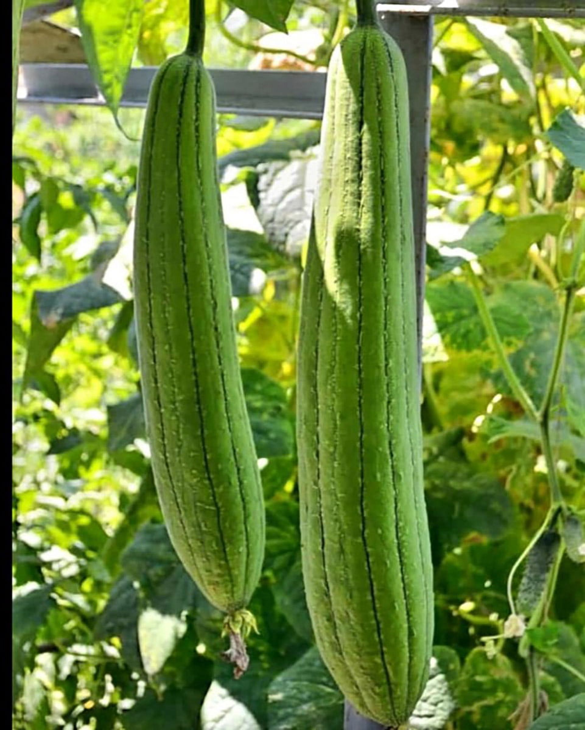 Luffa Gourd/Chinese Okra Seeds 25 Seeds Make Your Own Sponges
