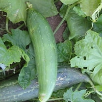 Luffa Sponge Gourd Garden Seeds - 1 Oz - Non-GMO, Heirloom Vegetable Gardening Seed - Luffa aegyptica