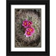 thumbnail image 1 of Luhm, Gary 13x18 Black Ornate Wood Framed with Double Matting Museum Art Print Titled - Washington State Simpsons Hedgehog Cactus flowering in May at Beezley Hills Preserve, 1 of 4