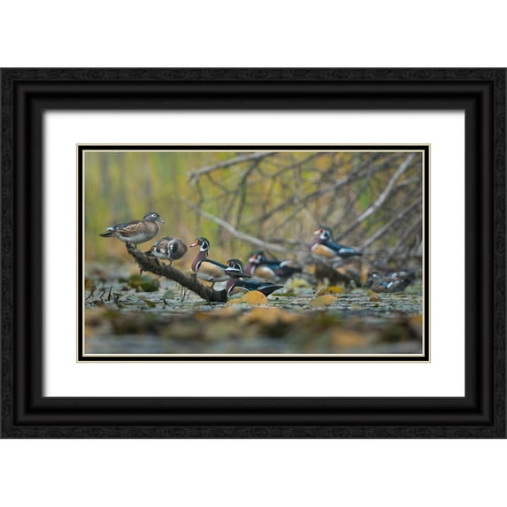 Luhm, Gary 14x10 Black Ornate Wood Framed with Double Matting Museum Art Print Titled - Washington State Wood Ducks (Aix sponsa) flock roosts on a quiet pond Seattle