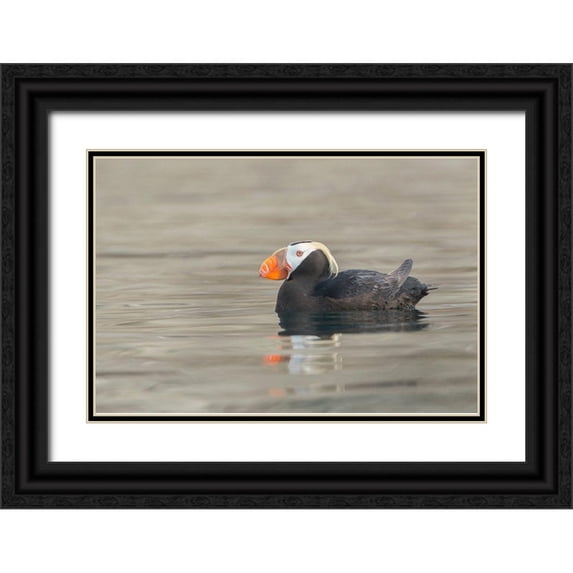 Luhm, Gary 14x11 Black Ornate Wood Framed with Double Matting Museum Art Print Titled - Washington State A Tufted Puffin (Fratercula cirrhata) floats near Protection Island