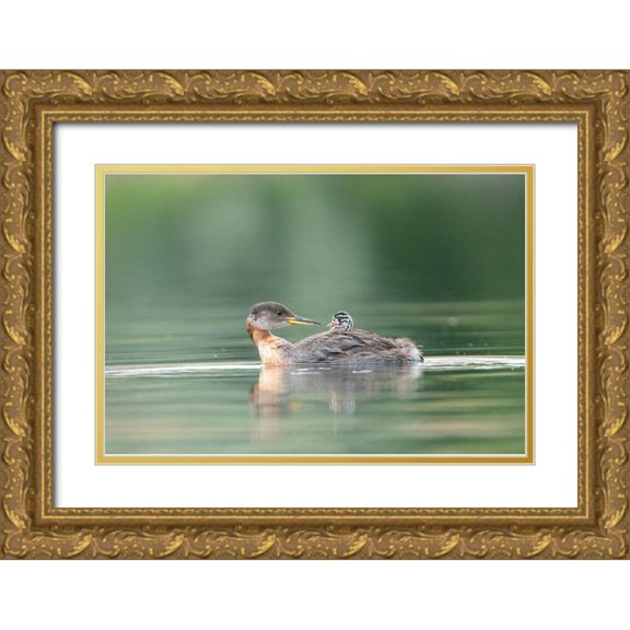 Luhm, Gary 14x11 Gold Ornate Wood Framed with Double Matting Museum Art Print Titled - Washington State A Red-necked Grebe chick rides atop parent during feeding on lake