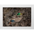thumbnail image 1 of Luhm, Gary 14x11 White Modern Wood Framed Museum Art Print Titled - Washington State Male Mallard takes flight from Lake Washington Seattle, 1 of 4