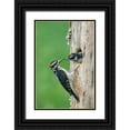thumbnail image 1 of Luhm, Gary 17x24 Black Ornate Wood Framed with Double Matting Museum Art Print Titled - Washington State A male Hairy Woodpecker at nest hole while a chick begs for food, 1 of 4