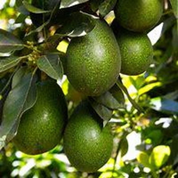Lula Avocado Tree Live indoors/outdoors Grafted Tree. 3 Gallon pot. Ship to all states