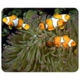 thumbnail image 1 of Lumalack Fish Mousepad, 1 of 1