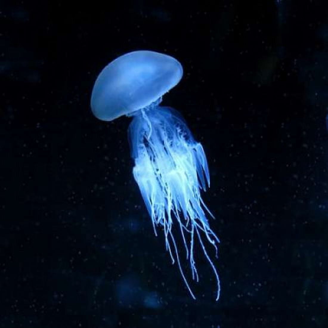 Luminescent Jellyfish Canvas Art - PhotoINC Studio (24 x 24)