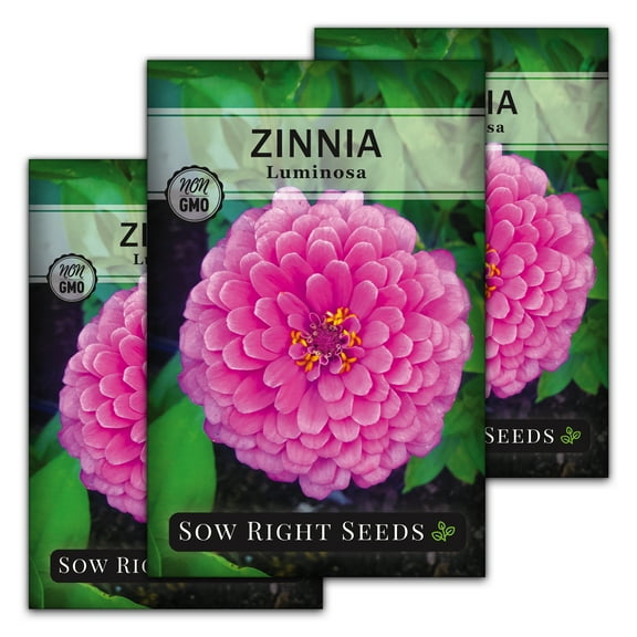 Luminosa Zinnia Seeds - Non GMO Heirloom Varieties for your Flower Garden - 3 Pack