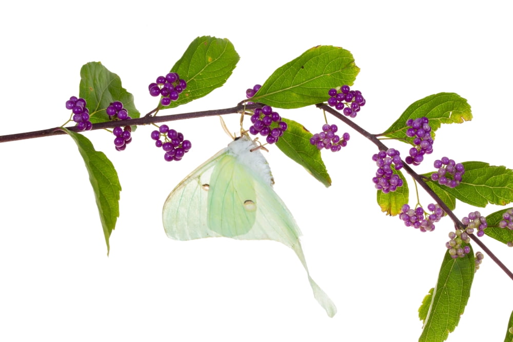 Luna Moth (Actias luna) perching on Blue Flag Iris (Iris versicolor) flower Marion County Illinois USA Canvas Art - Panoramic Images (24 x 36)