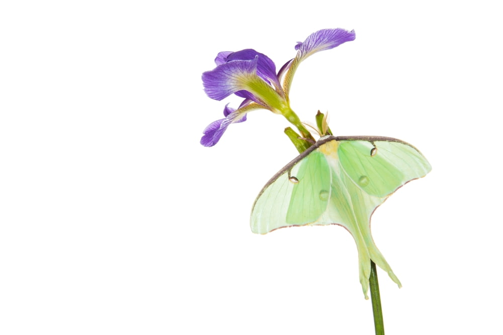 Luna Moth (Actias luna) perching on Blue Flag Iris (Iris versicolor) flower Marion County Illinois USA Canvas Art - Panoramic Images (24 x 36)