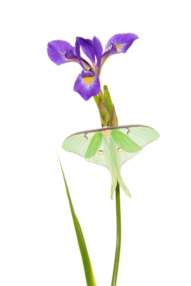 Luna Moth (Actias luna) perching on Blue Flag Iris (Iris versicolor) flower Marion County Illinois USA Canvas Art - Panoramic Images (24 x 36)