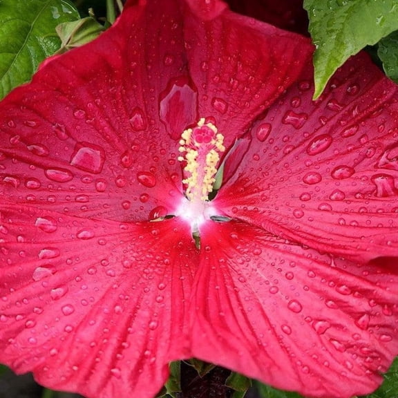 Luna Red Hibiscus - Hibiscus moscheutos 'Luna Red'