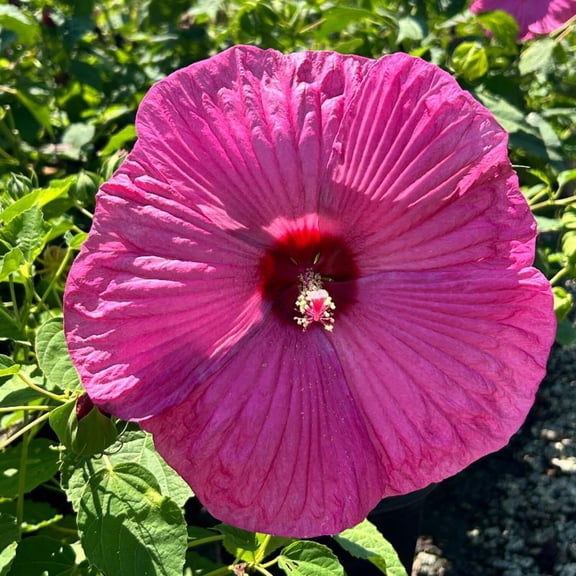 Luna Rose Hibiscus - Hibiscus moscheutos 'Luna Rose'