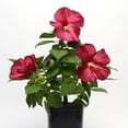 thumbnail image 1 of Luna Series F1 Hibiscus Flower Garden Seeds - Red Improved - 100 Seeds - Perennial Flower Gardening - Hibiscus moscheutos, 1 of 2