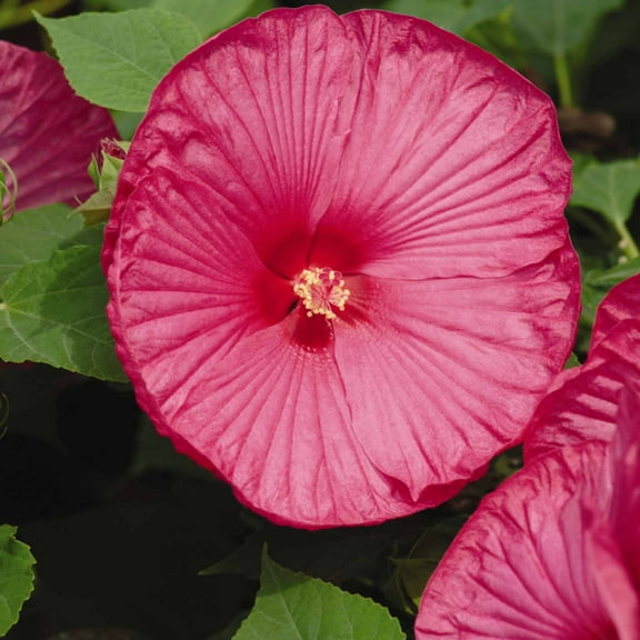 Luna Series F1 Hibiscus Flower Garden Seeds - Rose - 25 Seeds - Perennial Flower Gardening - Hibiscus moscheutos