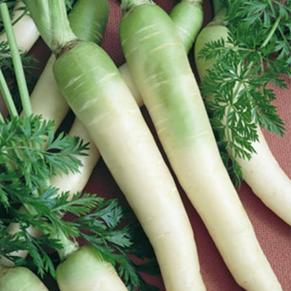 Lunar White Carrot Seed 4 Oz ~72,000 Seeds – Daucus carota – 65–80 Days – White Tapered Roots – Sweet & Tender – 6" Carrots – Annual – Full Sun – Zones 3–9 – Vegetable Garden Seed
