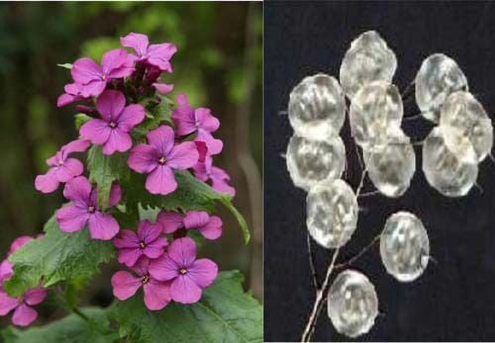 Lunaria Biennis Mixture Nice Garden Flower by Seed Kingdom 1 Lb Seeds