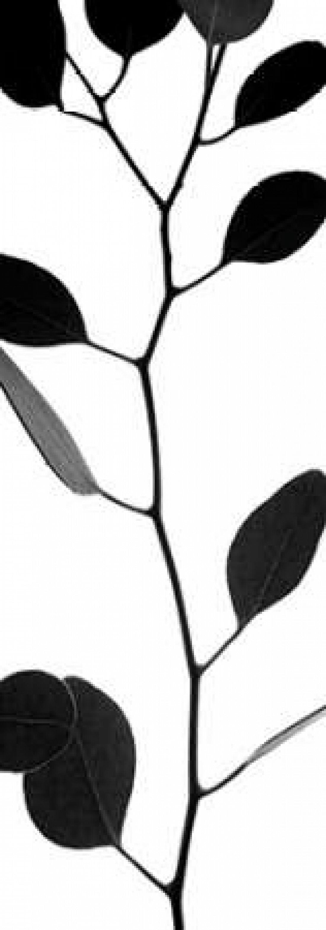 Lunaria Honesty I Canvas Art - Monika Burkhart (24 x 48)