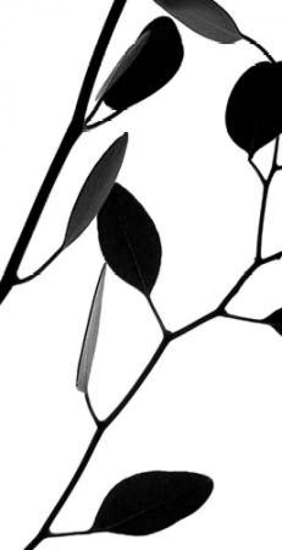 Lunaria Honesty II Canvas Art - Monika Burkhart (24 x 36)