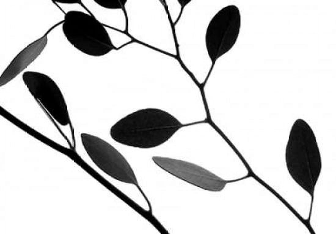Lunaria Honesty IV Canvas Art - Monika Burkhart (20 x 28)