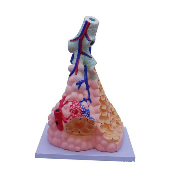 Lung Anatomy Model Lung Teaching Model Bronchial Tree Distribution New Anatomy Model for Teaching