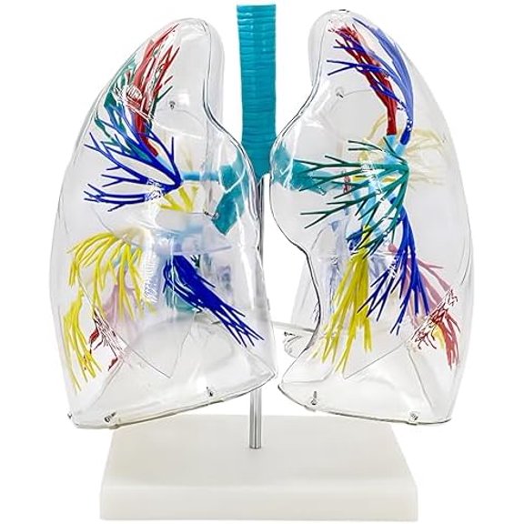Lung Model Transparent Anatomical Lung Model with Bronchial Tree Structure and Stand Base for Teaching Demonstration and Explanation$$Tools & Hardware Other