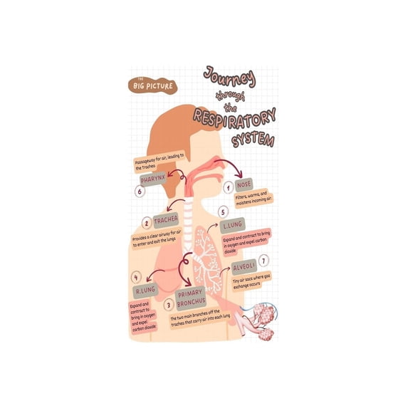 Lungs Anatomy Educational Poster Respiratory System Chart Human Body ...
