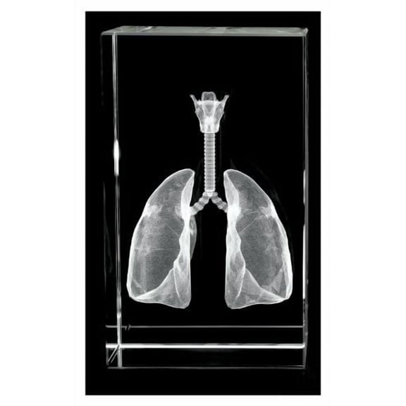 Lungs, Trachea and Larynx 3D Laser 1lb Crystal, Anatomy, Resperation