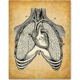 thumbnail image 1 of Lungs and Heart - 11x14 Unframed Art Print - Great Gift for Doctors or Nurses, Medical or Nursing Students, 1 of 6