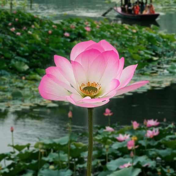 Lunxisen 1 pcs Pink Artificial Flower Water Lily,Silk Plants Floating Flowers,Plastic Flowers Lotus Flowers,Realistic Fake Flowers Lotus Decor Used for Fish Tank Decoration Home Decor(A)